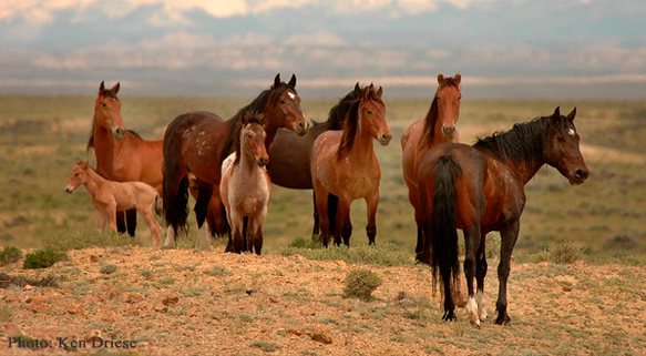 Wild Horses